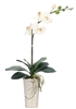 Orchid Phalaenopsis, White, Pottery Oval
