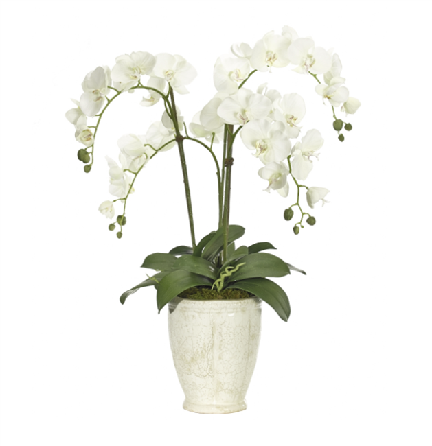 White Phalaenopsis Orchid in White Ceramic Planter