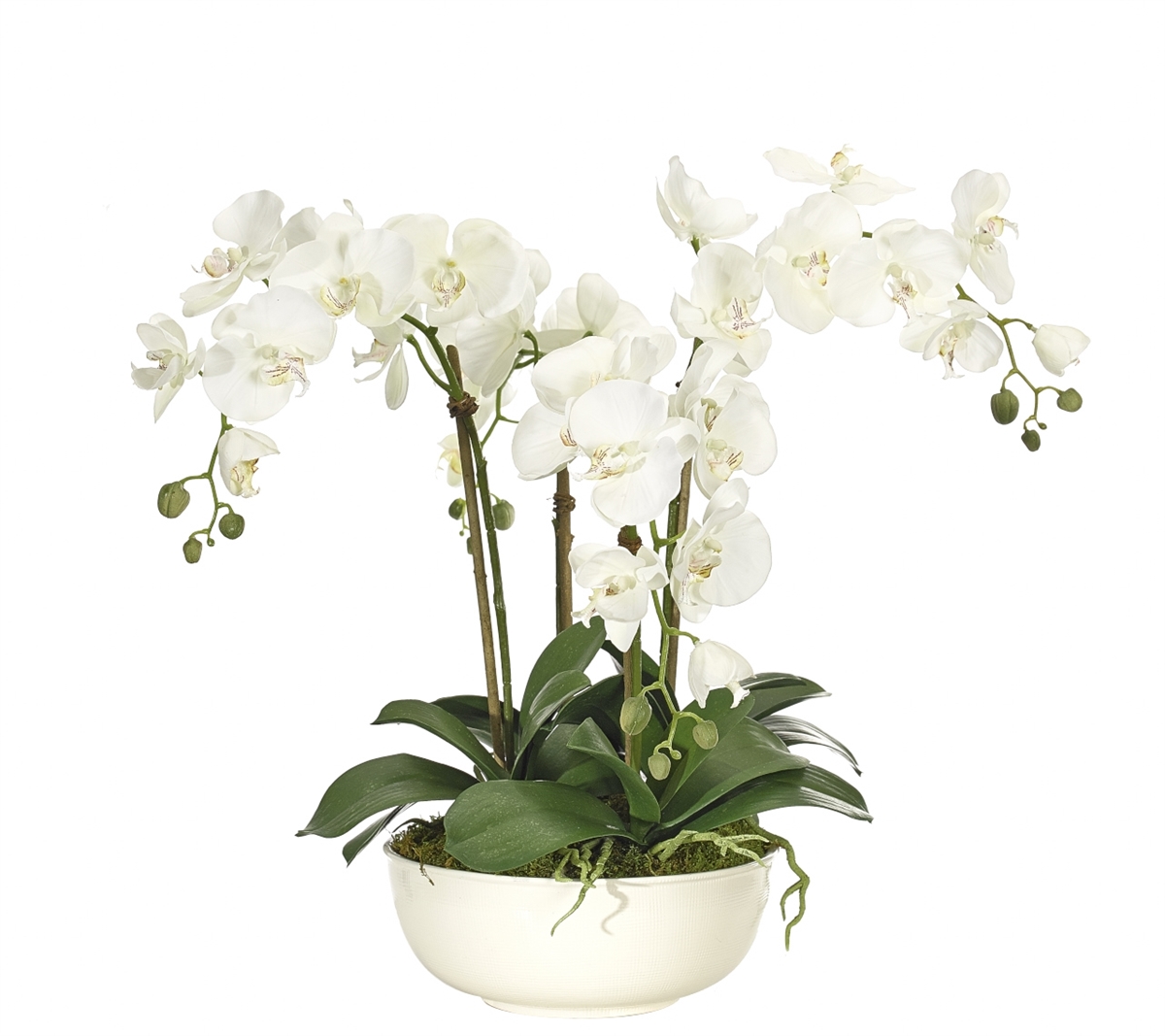 â€‹Orchid Phalaenopsis, White, Cream Stone Bowl