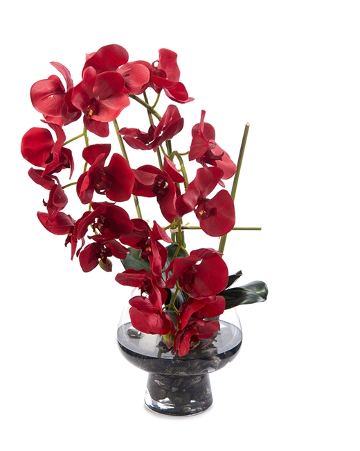 Ferrari Red Orchids