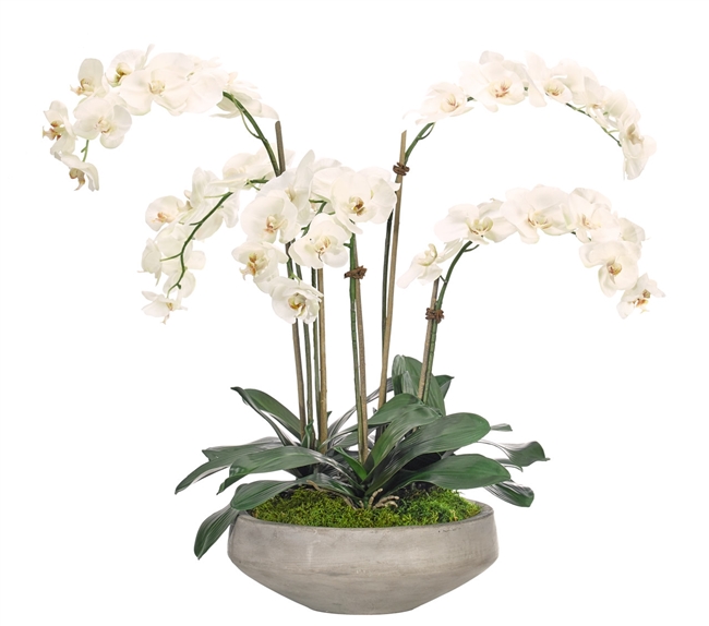 Orchid Phalaenopsis White Oval Concrete Finish
