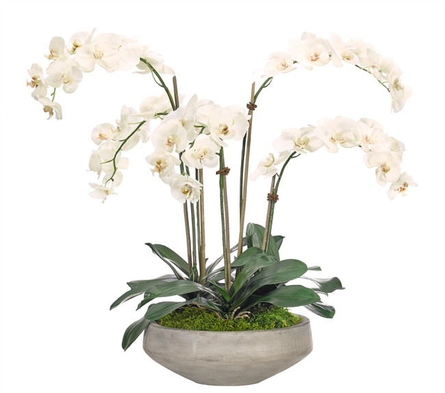 Orchid Phalaenopsis White Bowl Concrete Finish