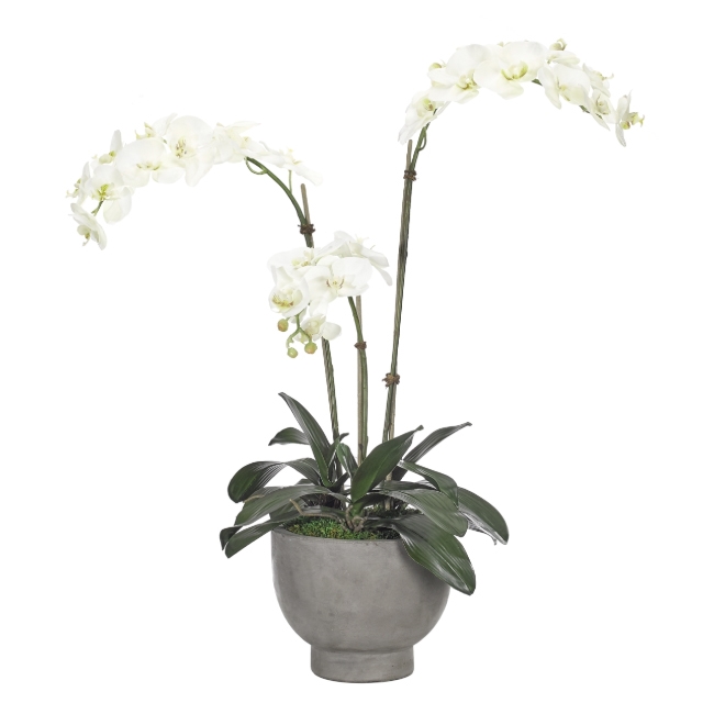Orchid Phalaenopsis w/ Concrete Bowl