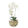 White Orchid w/ Glass Cylinder
