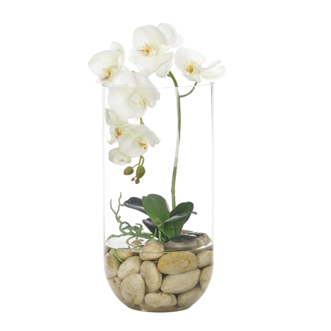 White Orchid w/ Glass Cylinder