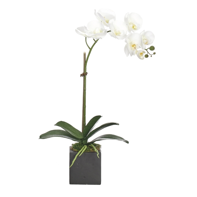 Orchid Phalaenopsis w/ Black Cube