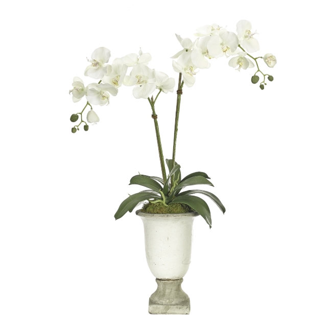 White Orchid w/ Ceramic Urn