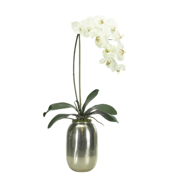 Orchid Phalaenopsis w/ Brushed Aluminum