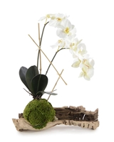 Organic Phalaeneopsis