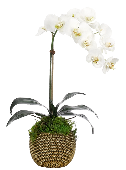 â€‹Orchid Phalaenopsis, White, Brass Bowl