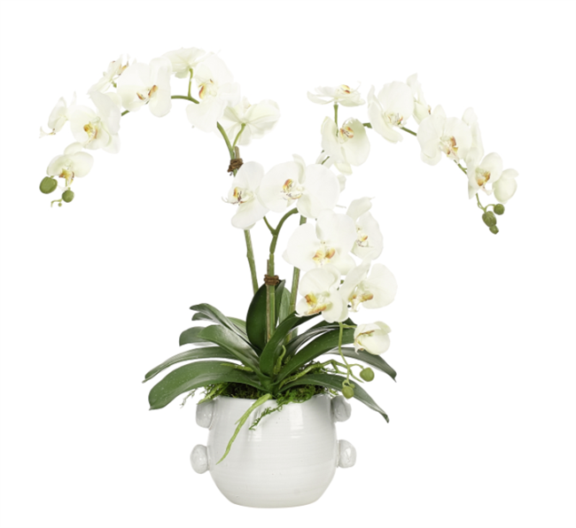 White Phalaenopsis Orchid in White Terracotta Pot