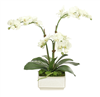 White Phalaenopsis Orchid in Square Ceramic Pot