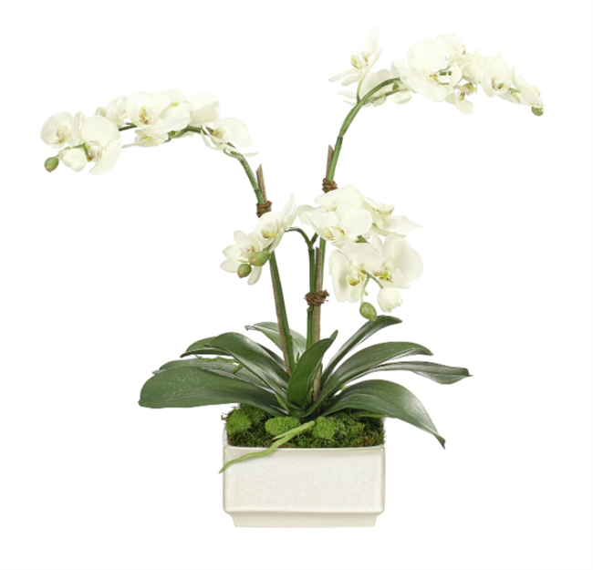 White Phalaenopsis Orchid in Square Ceramic Pot