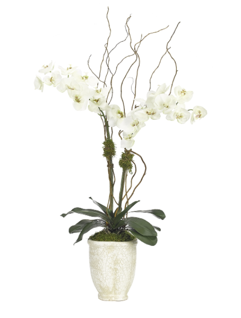 White Phalaenopsis Orchid with White Ceramic Planter