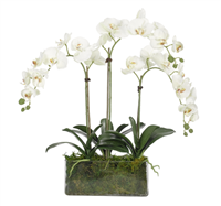 White Phalaenopsis Orchid with Moss Garden in Glass