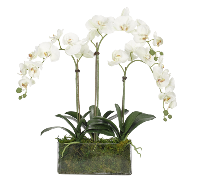White Phalaenopsis Orchid with Moss Garden in Glass