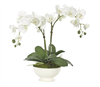 White Phalaenopsis Orchid in White Stoneware Bowl