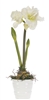 Amaryllis White Ceramic Pot Arrangement