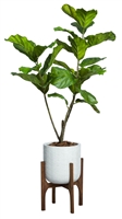 65" Fiddle Fig in White Textured Plant Stand
