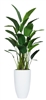 7.5' DLX Travelers Palm in Tall White Pot