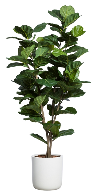 7.5' Fiddle Fig in White Sand Stone Pot