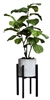 Fiddle Fig Branch in LG White Plant Stand