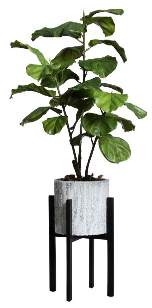 Fiddle Fig Branch in LG White Plant Stand