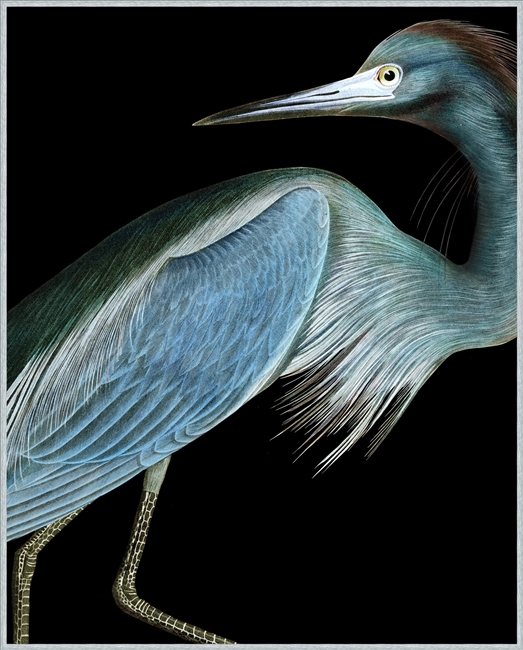 Stately Heron 1