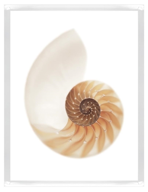 Sea Shell with White II
