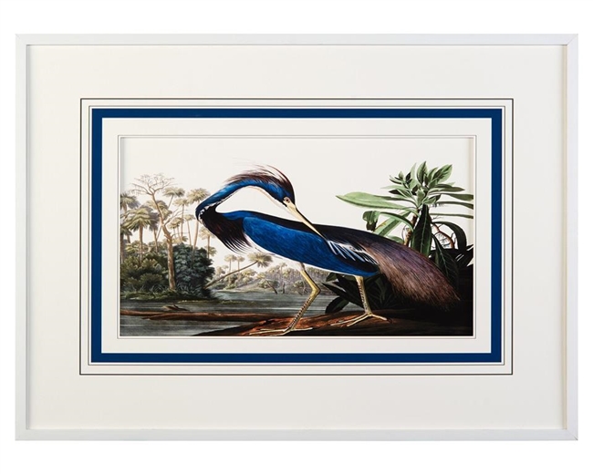 Audubon's Blue Heron