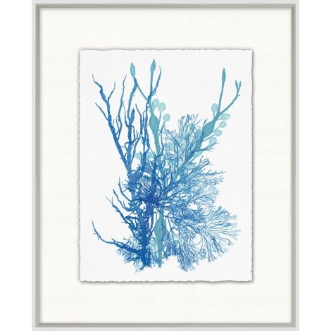 Azure Ocean Herbarium 3