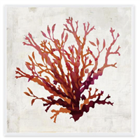 Pomegranate Coral II
