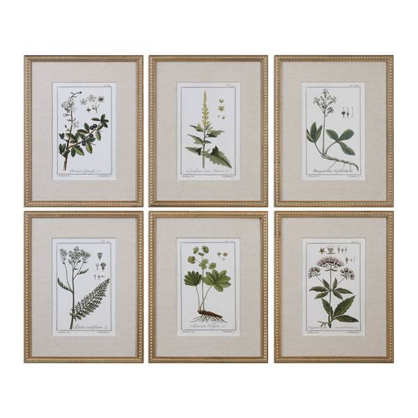 Uttermost Green Floral Botanical Study Prints Set Of 6