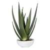 Evarado Aloe Planter