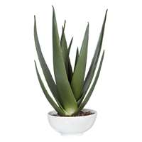 Evarado Aloe Planter