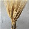 Triticum Wheat Stack Natural Small