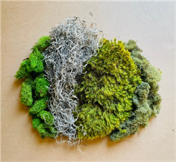 Moss Assortment