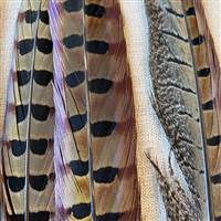 Ringneck Pheasant Feathers 16-18 Inches