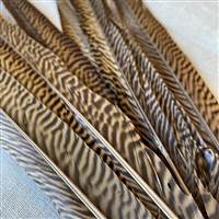 Golden Pheasant Feather 18-20"