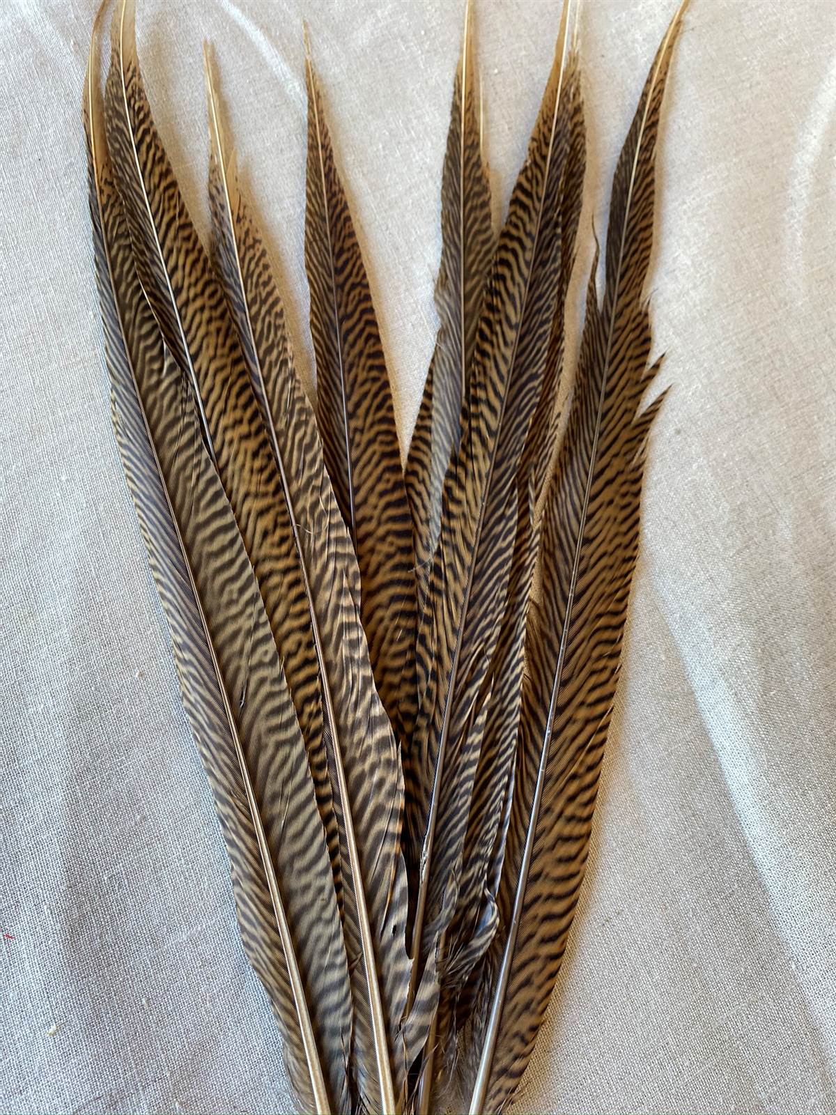 Golden Pheasant Feather 18-20