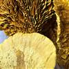 Sponge Mushroom Stem Goldenrod, Dried Pod