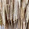 Triticum Wheat Natural