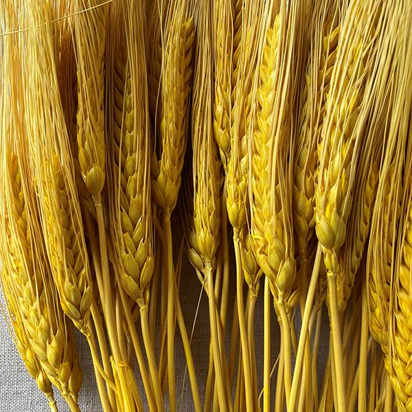 Triticum Wheat Yellow