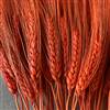 Triticum Wheat Orange