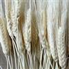 Triticum Wheat Bleached