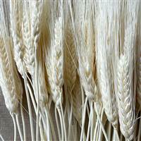 Triticum Wheat Bleached