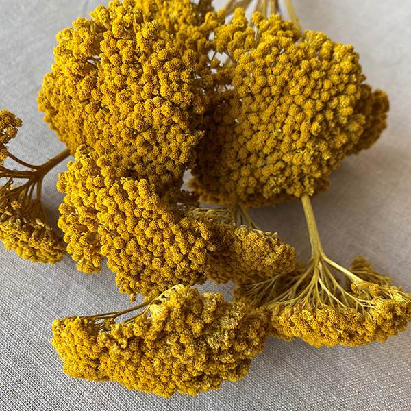 Yarrow Yellow