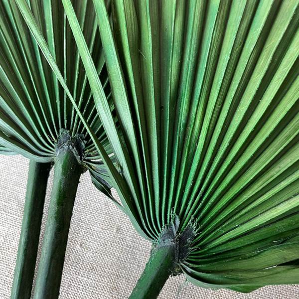 Whole Palms Green