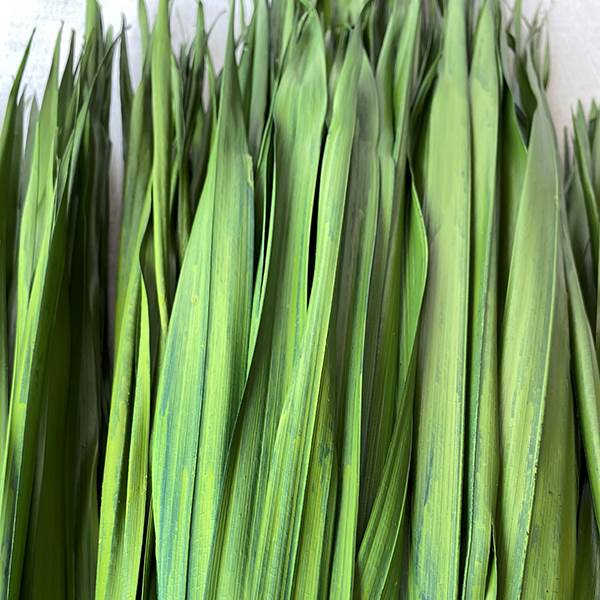 Bulb Foliage Basil