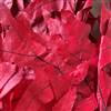 Transparent Oak Red 1 lb